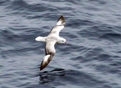 Southern Fulmar